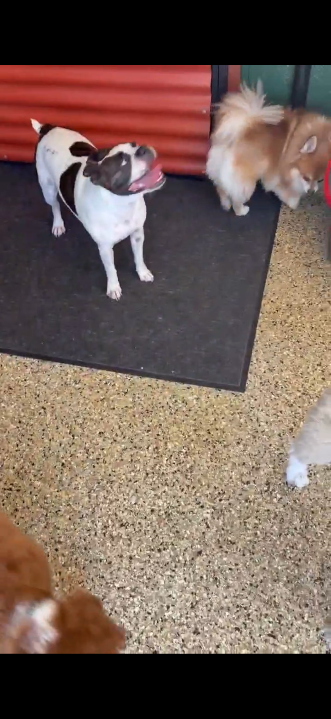 Doggie Day Care and over Night Boarding Doggie Day Care and over Night Boarding