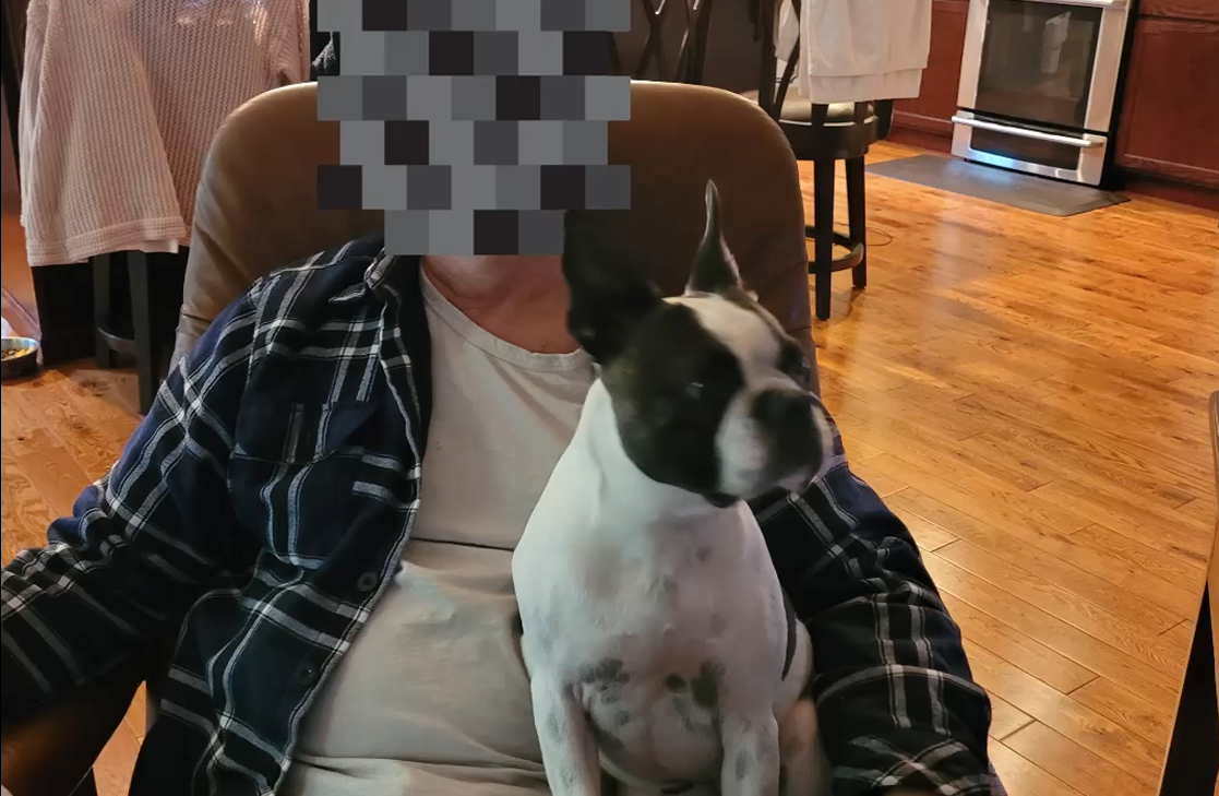 A Boston Terrier named Gypsy curled up asleep on a man’s lap while he watches TV. A Boston Terrier named Gypsy curled up asleep on a man’s lap while he watches TV.