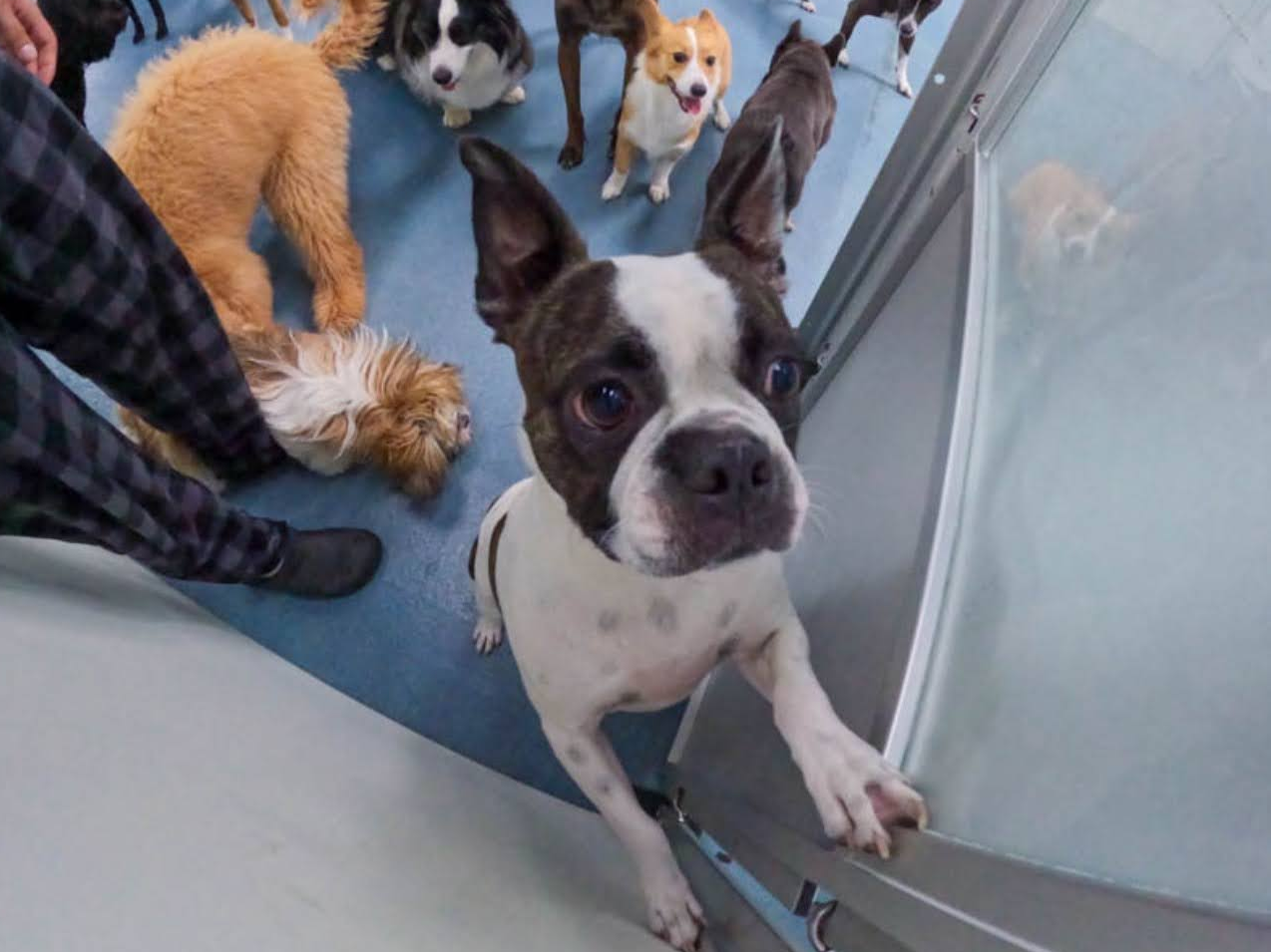 A Boston Terrier named Gypsy standing at the door of a 24-hour dog daycare in San Diego, California, looking like she wants to go out. A Boston Terrier named Gypsy standing at the door of a 24-hour dog daycare in San Diego, California, looking like she wants to go out.