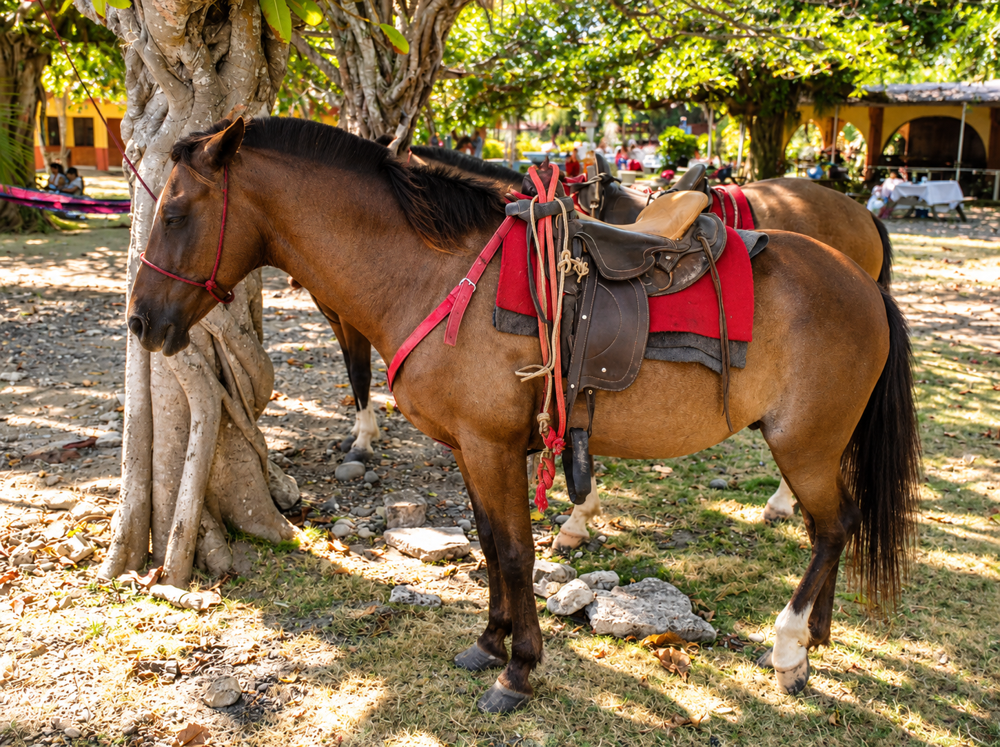 Costa Rica horseback adventure