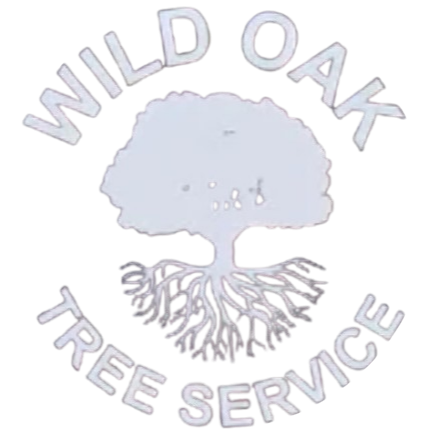 Tree Service in Austin