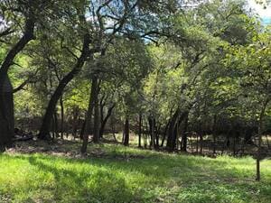 Disease Diagnosis in Austin