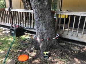 Tree Trimming in San Antonio