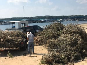Tree Trimming in Austin