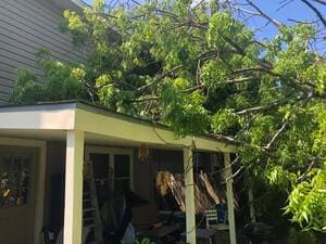 Tree Trimming in San Antonio