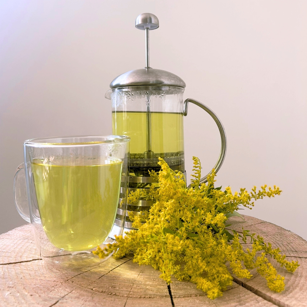 Goldenrod herbal tea in glass mug and French press with fresh goldenrod flowers on rustic wood table.