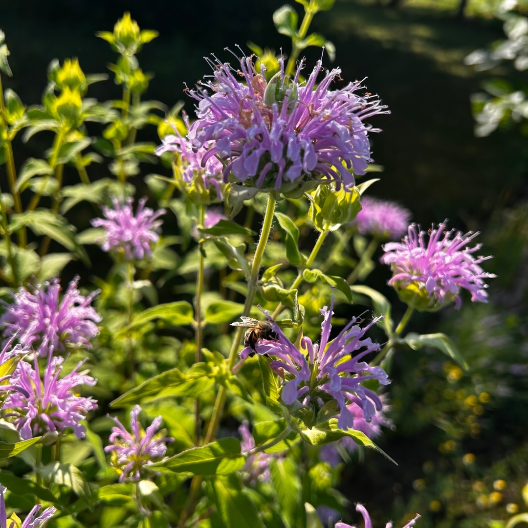 bee feeding on native bee balm flowers bee feeding on native bee balm flowers