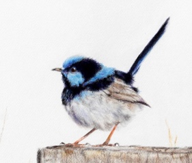 Coloured pencil drawing of a Superb Wren