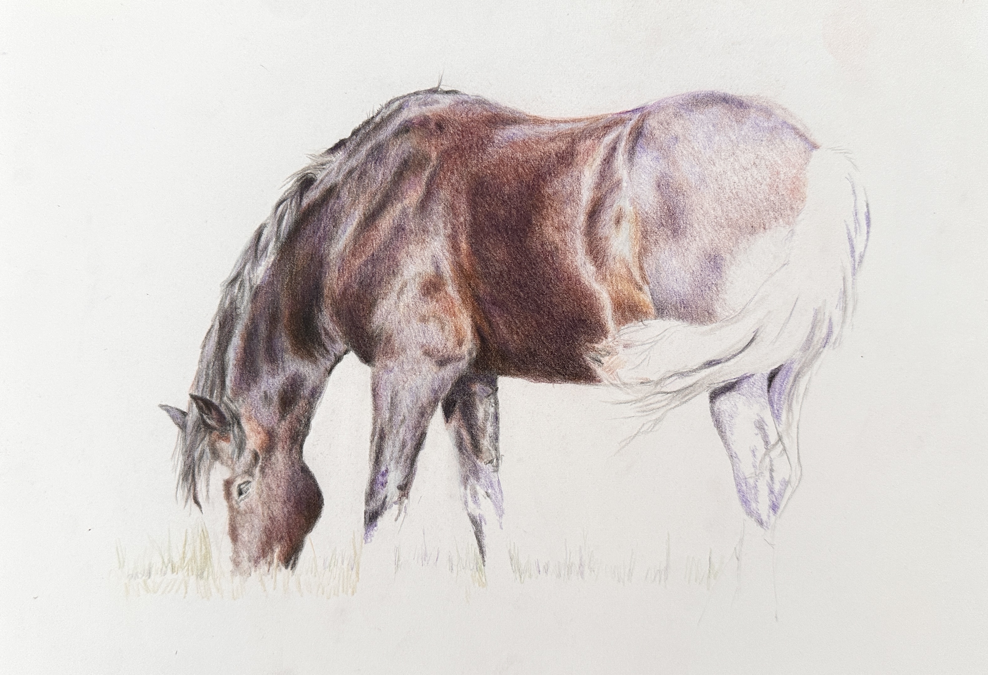 image of black horse in coloured pencil