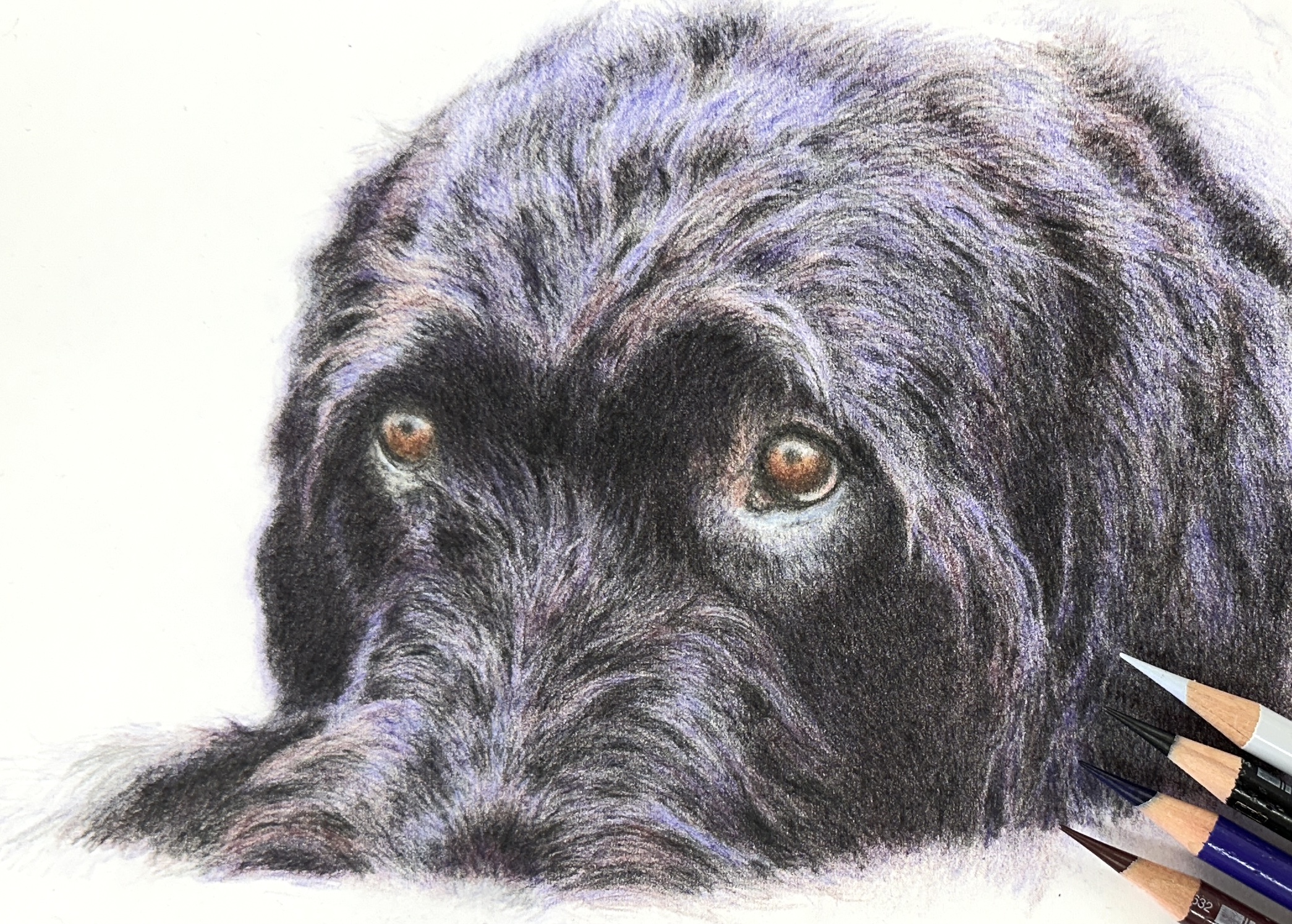 image of black dog in coloured pencil