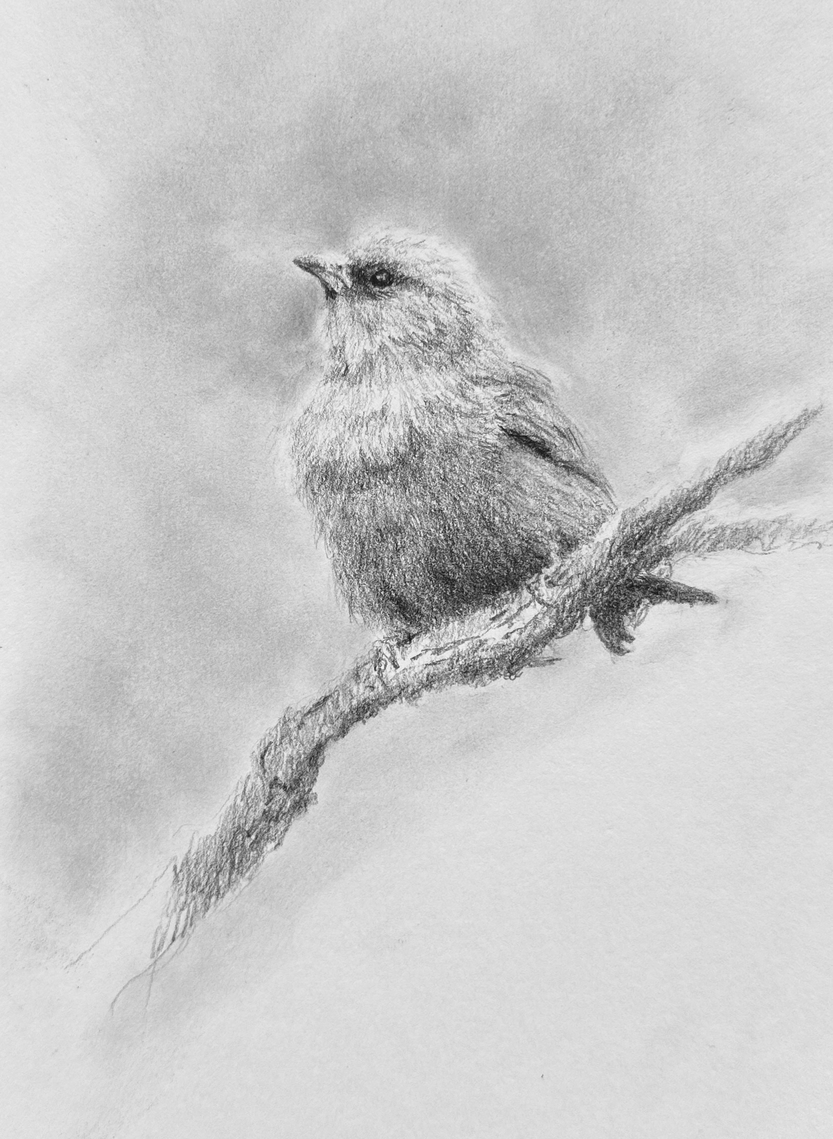 Drawing of a Woodswallow