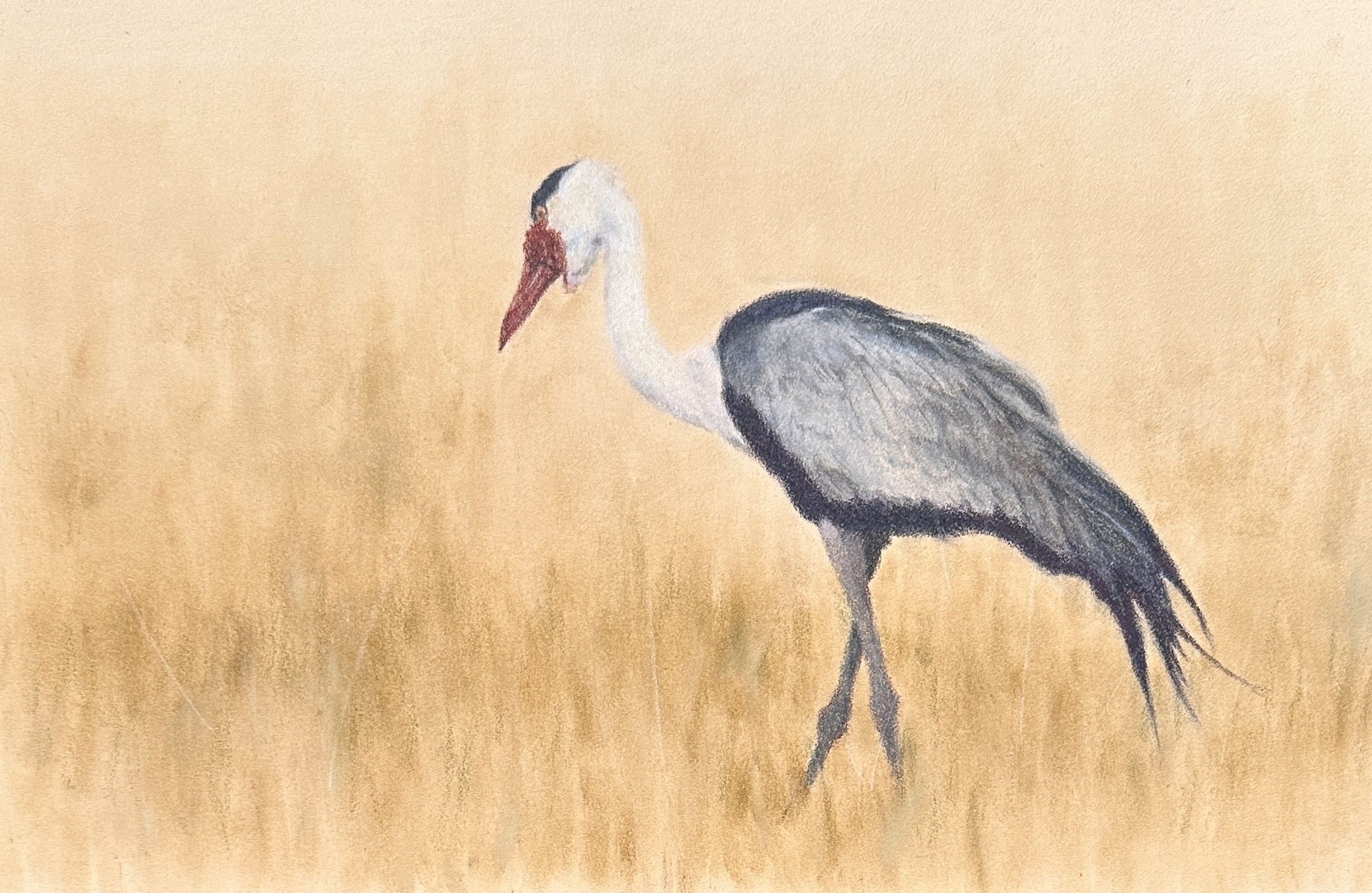 Coloured pencil drawing of a crane