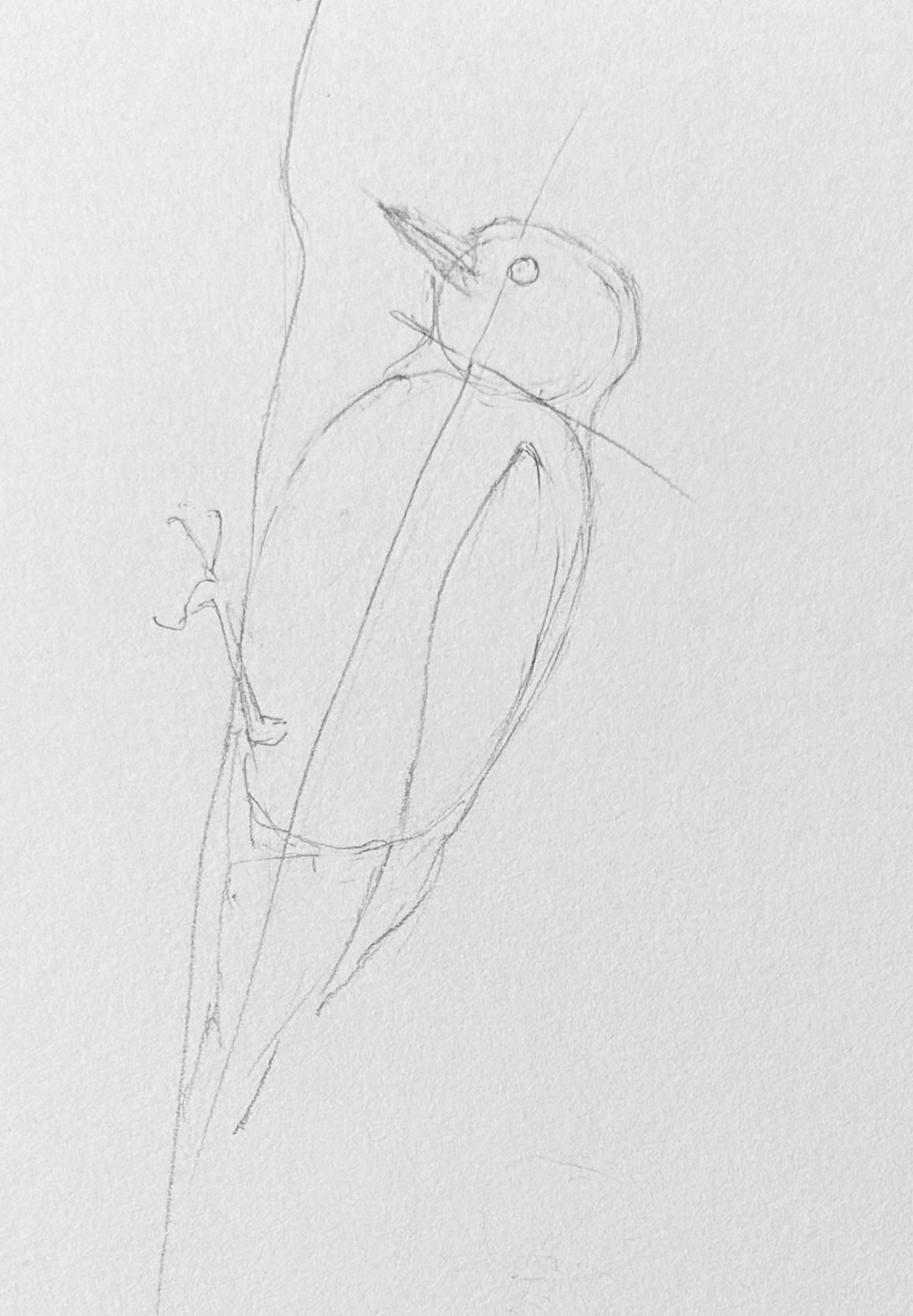 outline of bird using lines and shapes