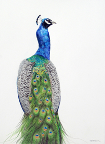 drawing of a peacock in coloured pencil
