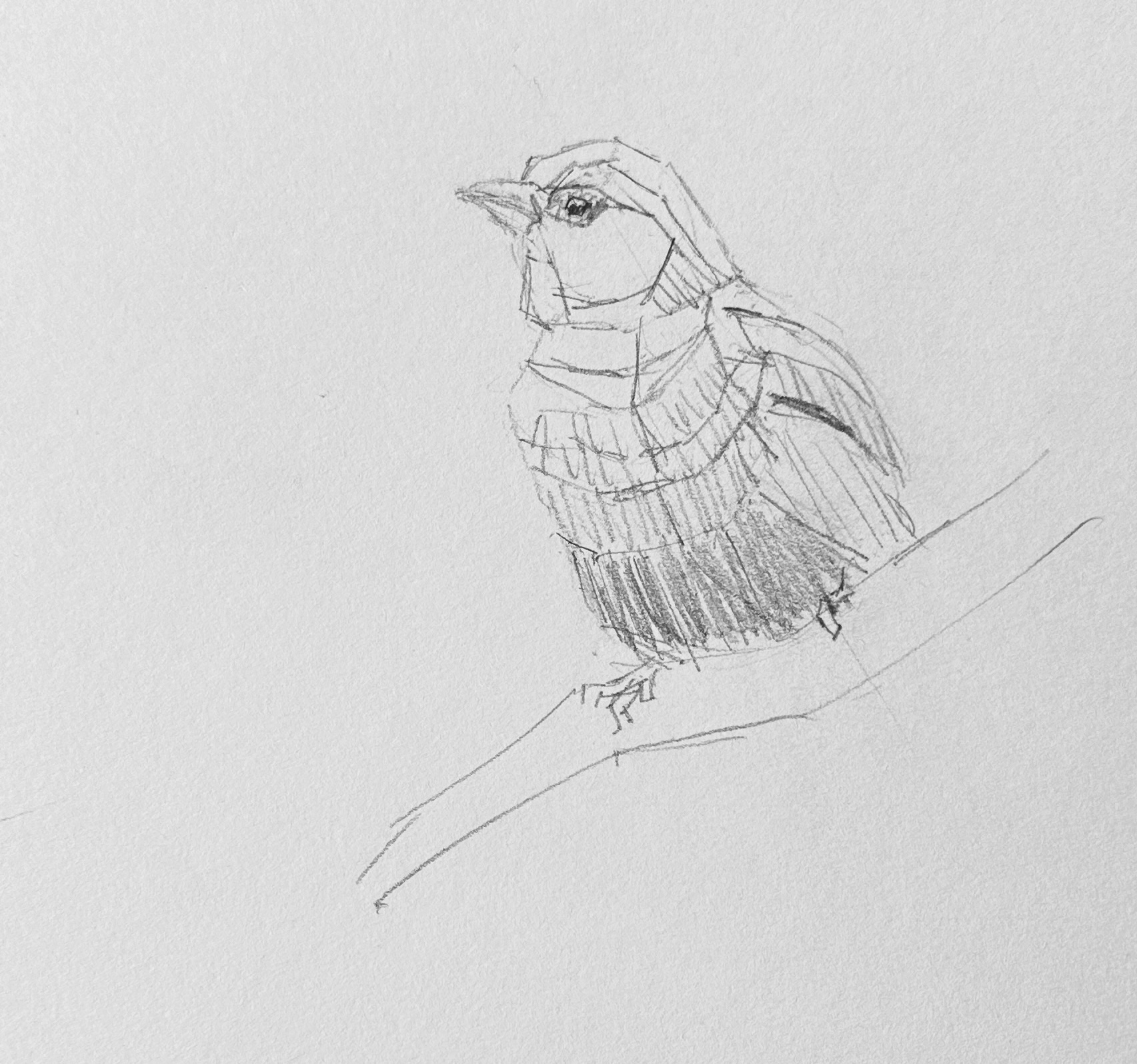 Sketch of a bird showing values