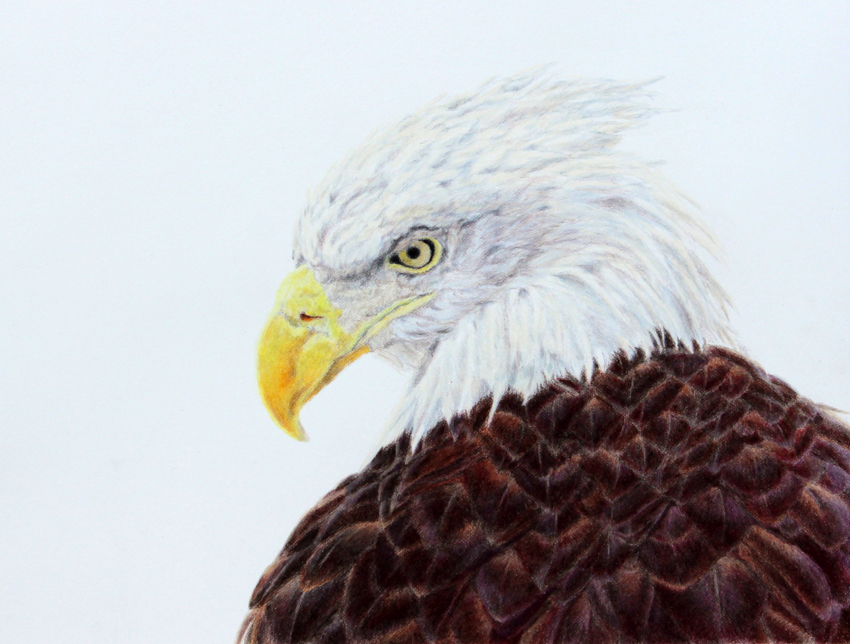 Coloured pencil drawing of a bald eagle