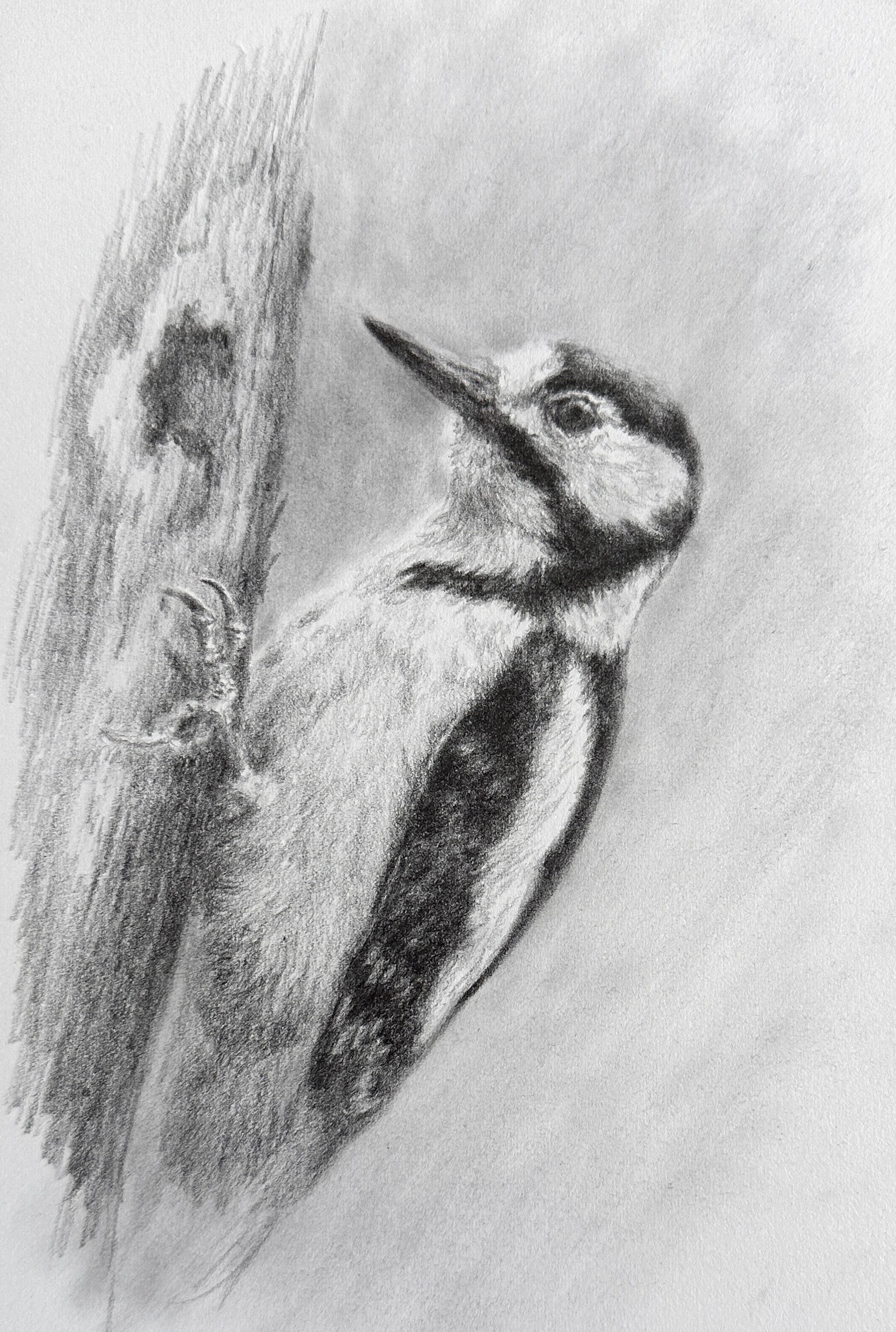 Graphite drawing of a woodpecker