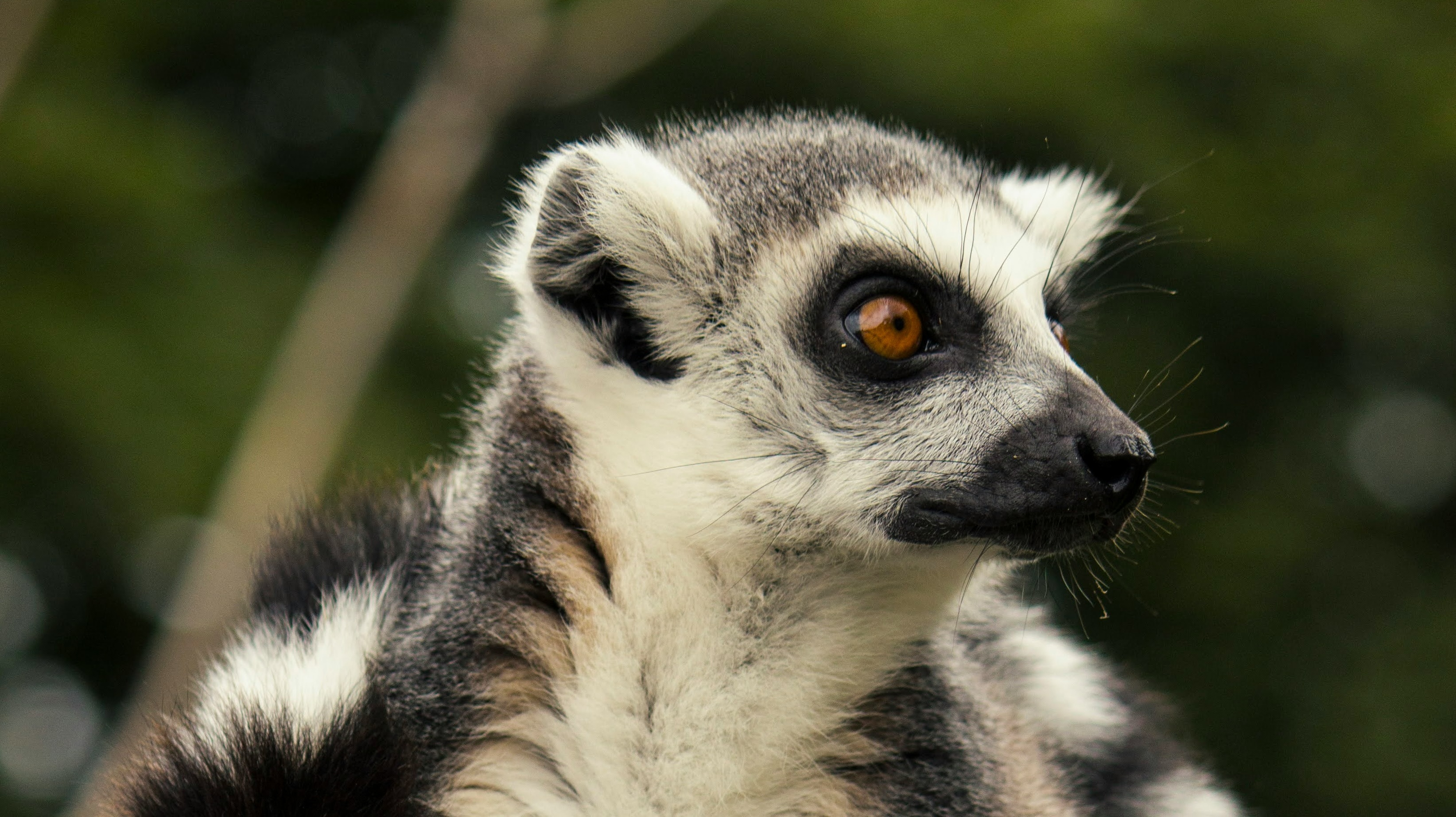 Lemur photo for drawing reference