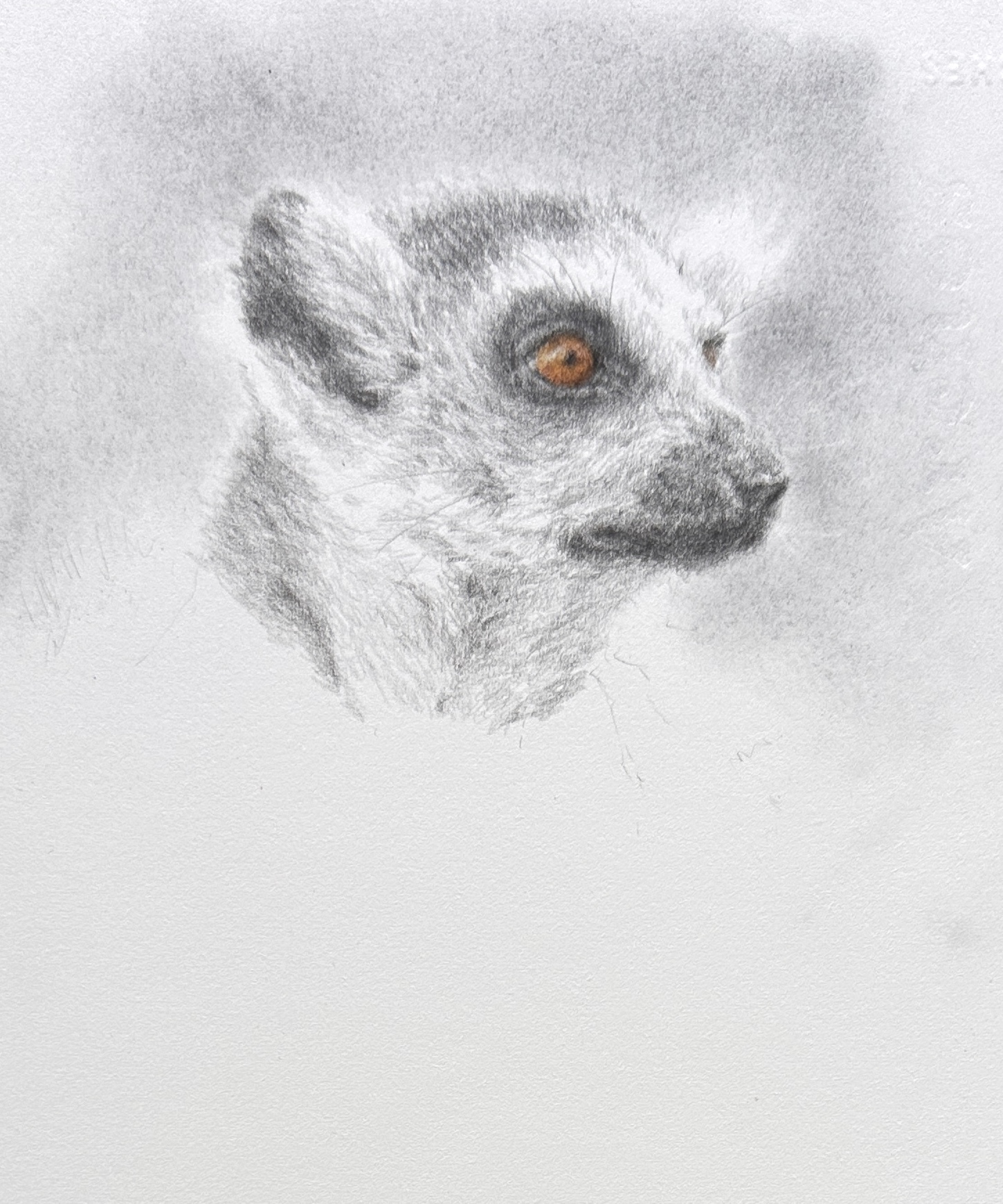 Lemur portrait drawing in graphite and coloured pencil