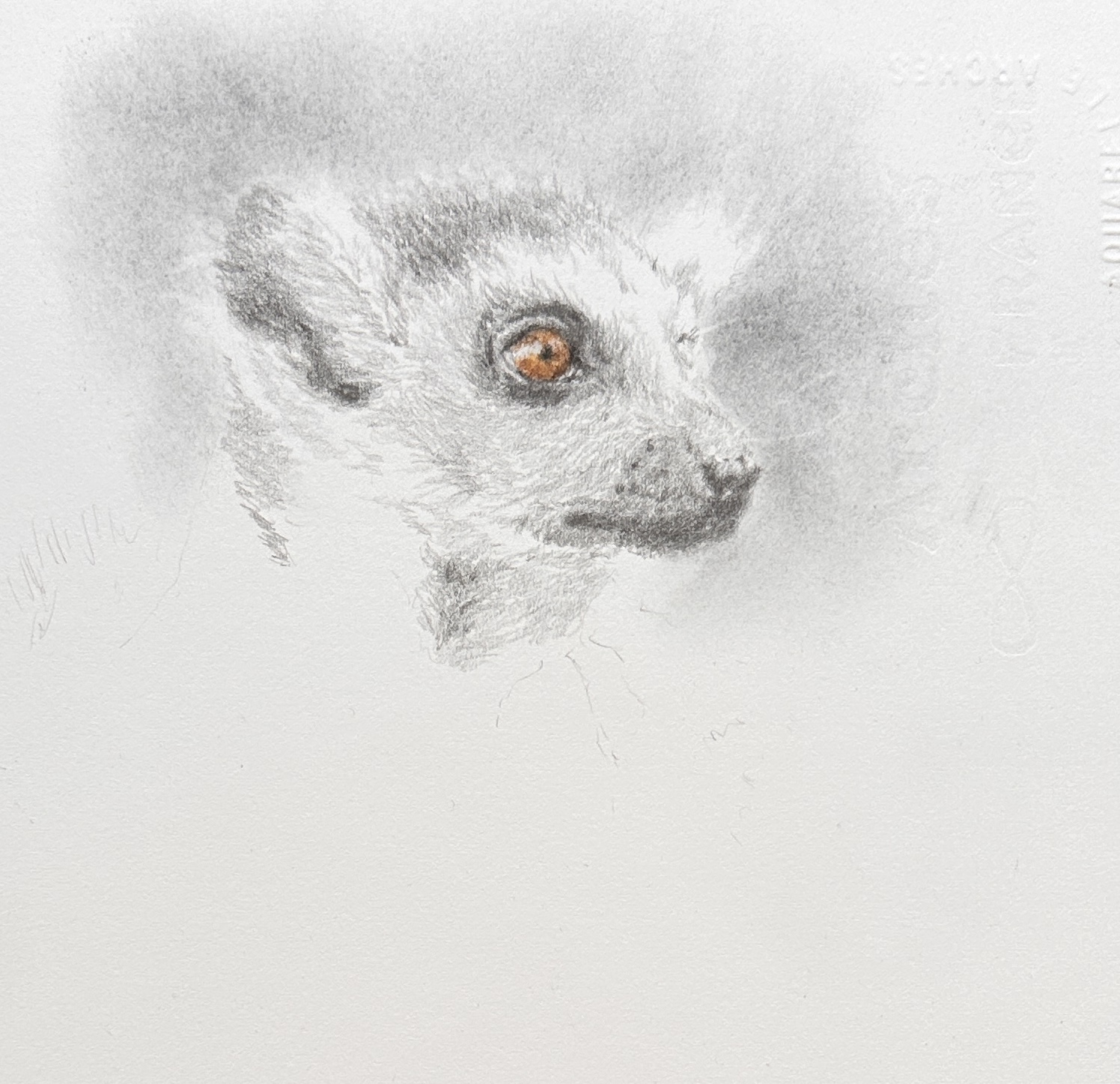 Graphite drawing of a lemur portrait