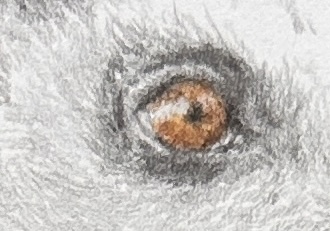 Lemur eye in coloured pencil