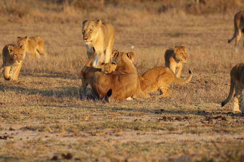 photo of lionesses and cubs photo of lionesses and cubs
