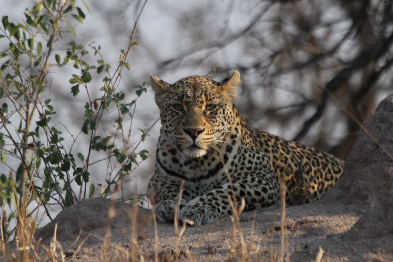 Photo of leopard Photo of leopard