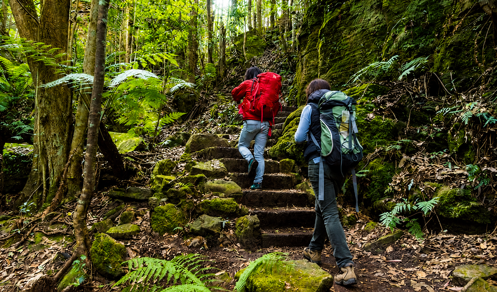 Bush Hiking