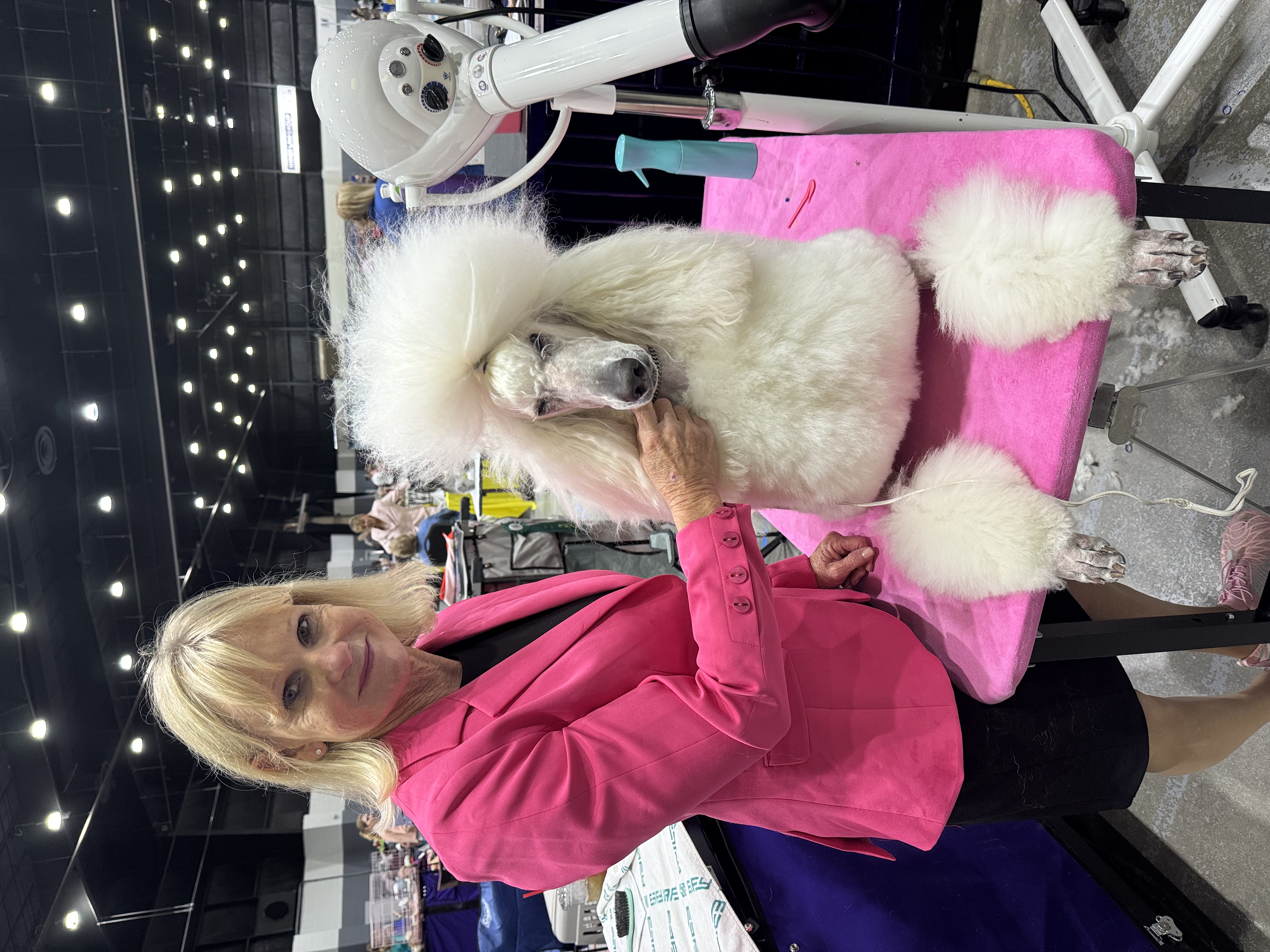 Paloma Standard Poodles