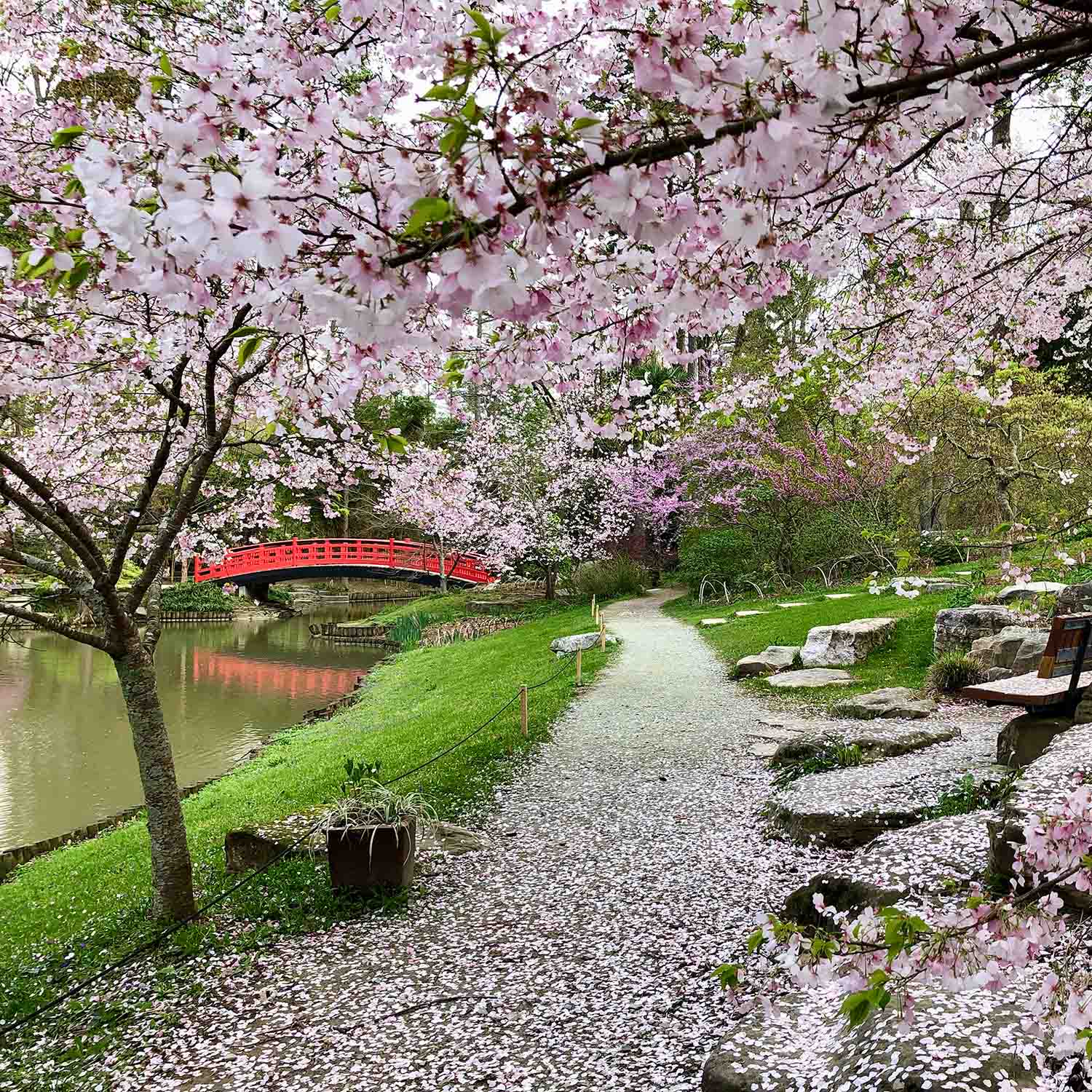 A picturesque view of the Sarah P. Duke Gardens in spring, featuring a red Japanese-style bridge over a pond, surrounded by lush green grass and abundant pink cherry blossoms falling onto a winding path. 