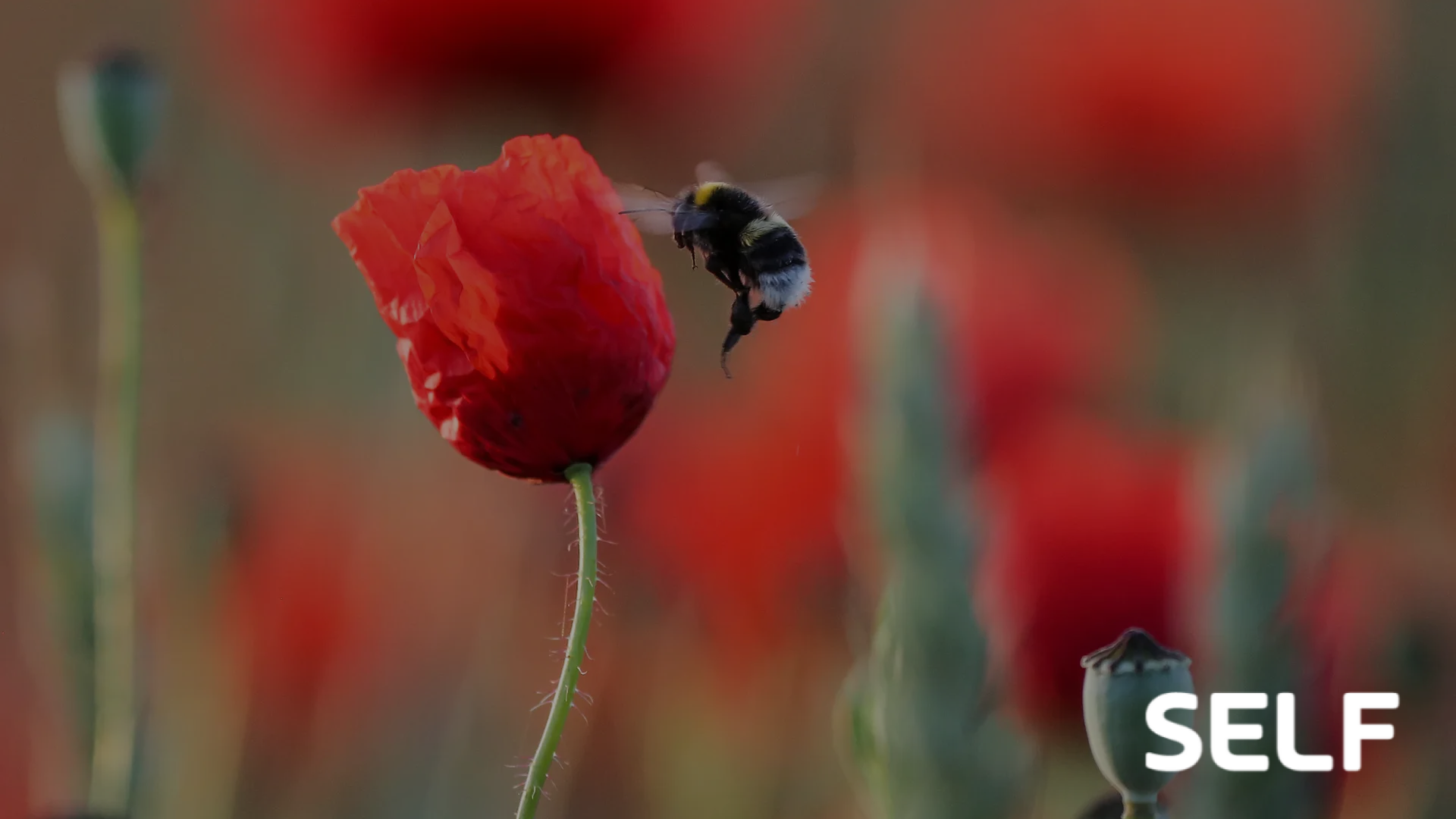 People with Penicillin Allergy More Likely to Develop Serious Infections