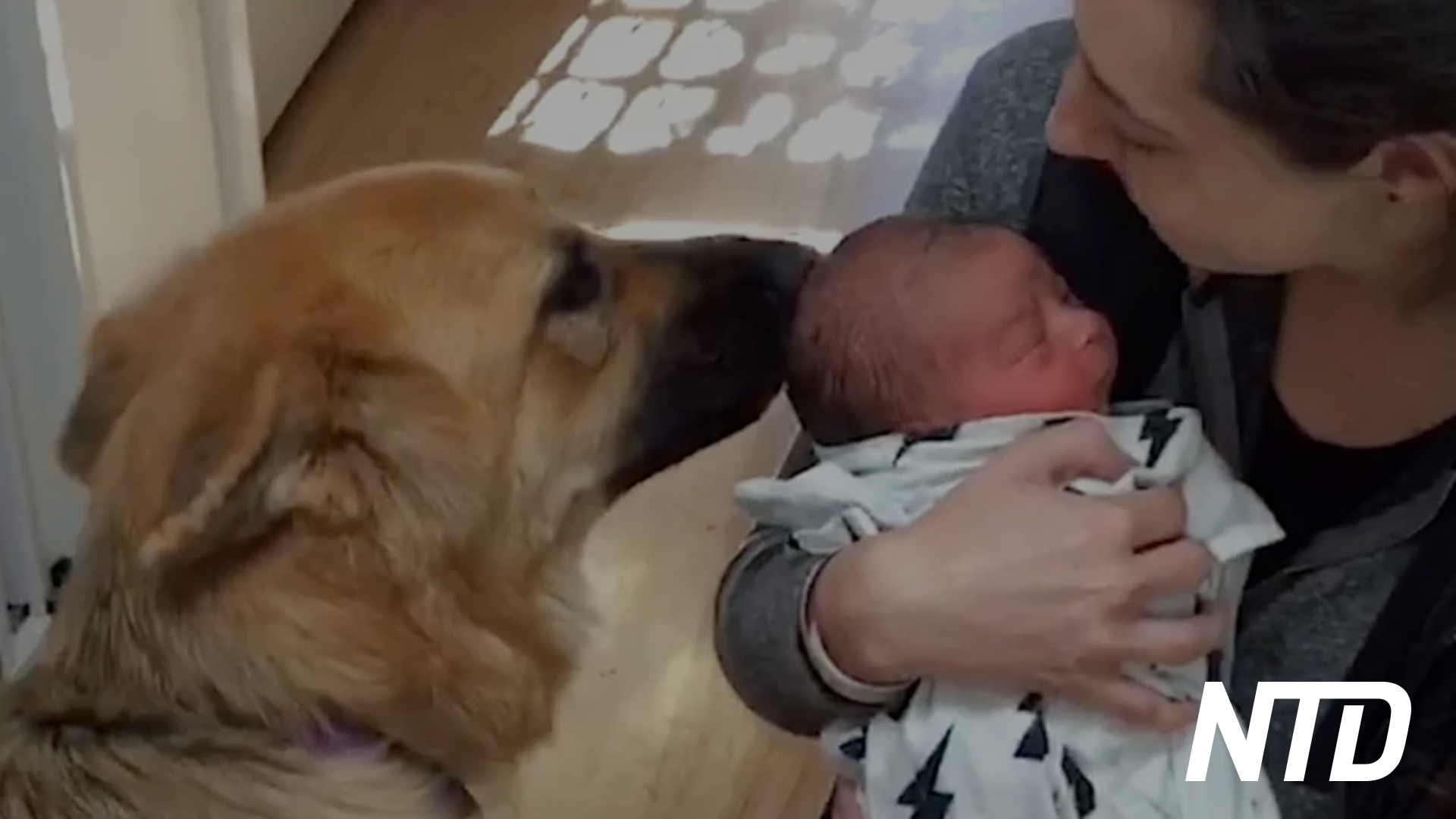 Study Links Family Dog to Lower Allergy Risk in Kids