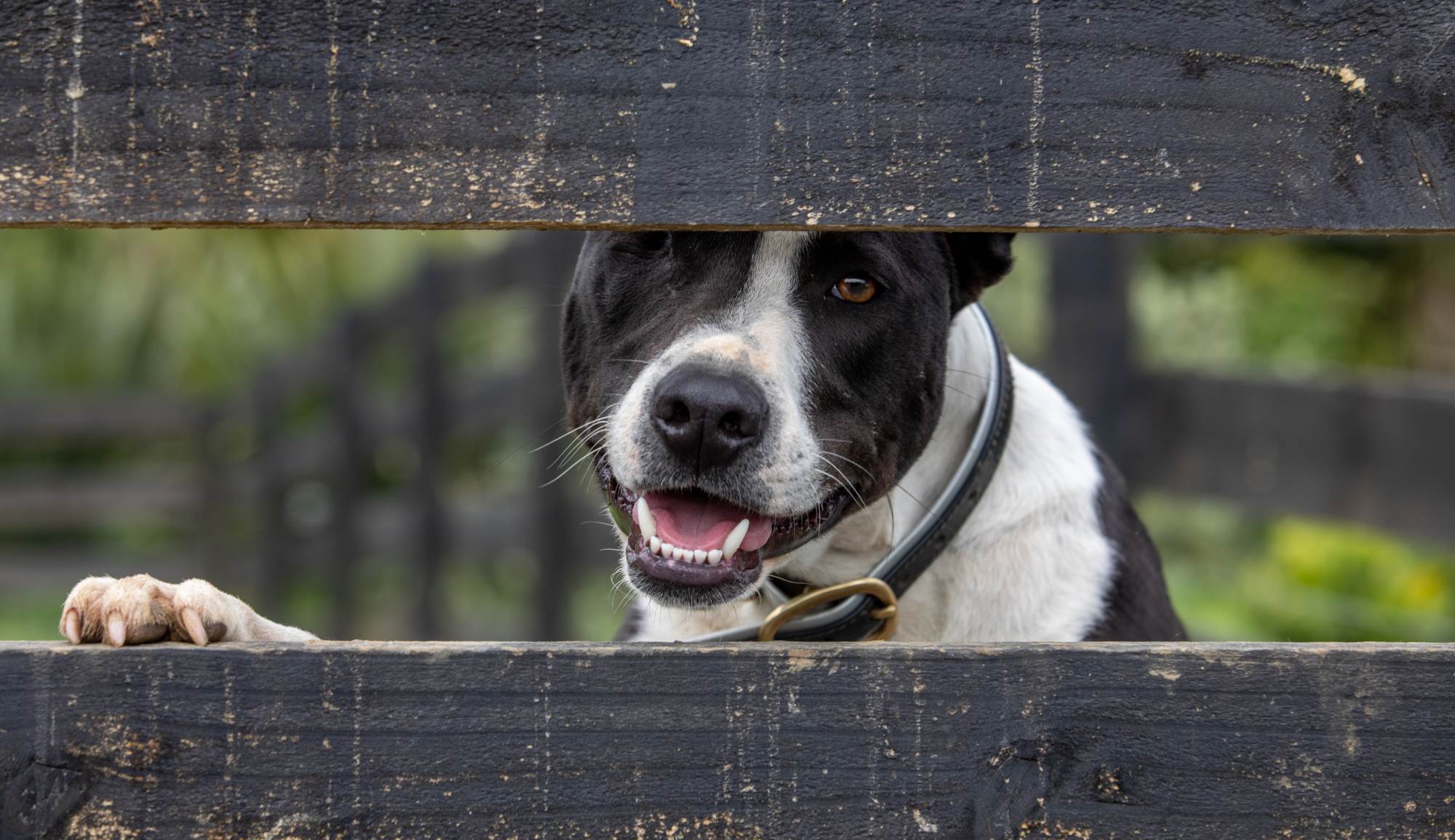Dog Behaviour Consultations