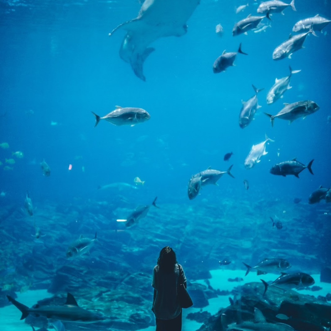 Ripley’s Aquarium of Canada