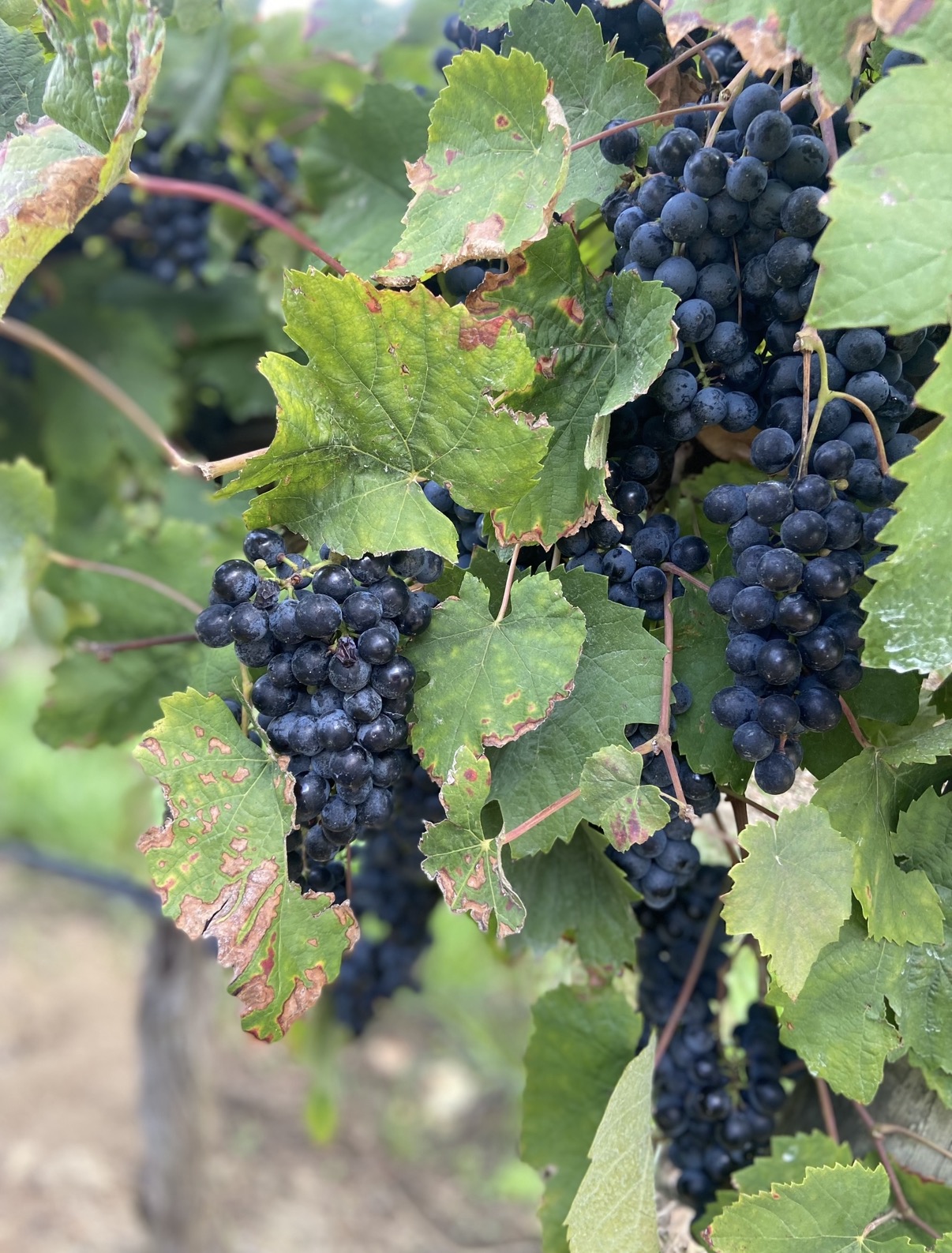 Negra Mole Negra Mole