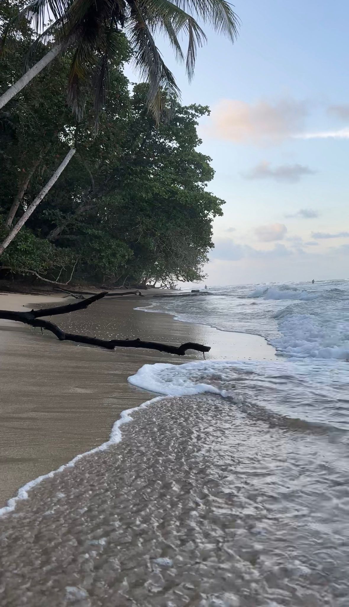 Dark volcanic sand beach at dusk with a dramatic driftwood formation being kissed by white sea foam, moody blue sky with soft pink clouds — Puerto Viejo Caribbean coast
