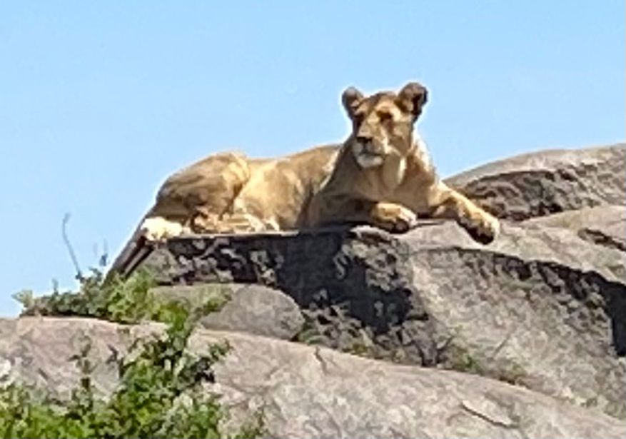 Lioness resting on rocks Serengeti Tanzania — Storied Travel Lioness resting on rocks Serengeti Tanzania — Storied Travel