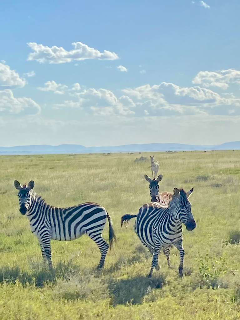 Zebras on the Serengeti plains Tanzania — Storied Travel Zebras on the Serengeti plains Tanzania — Storied Travel