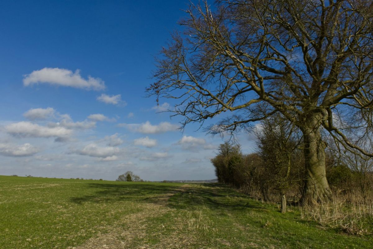 Chiltern Hills