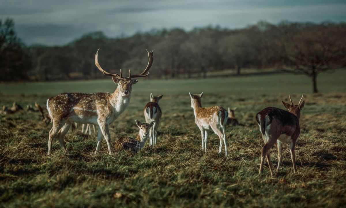 Richmond Park deer