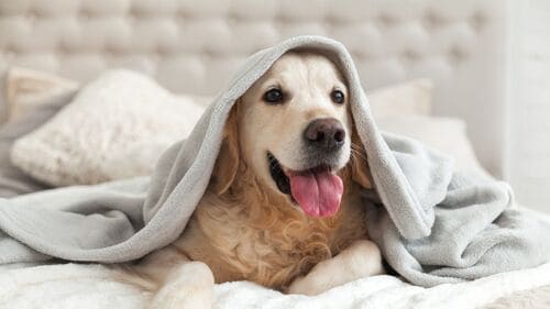 Wailea Pet-Friendly Cleaning