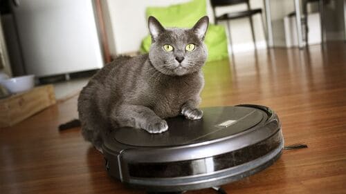 Kihei Pet-Friendly Cleaning