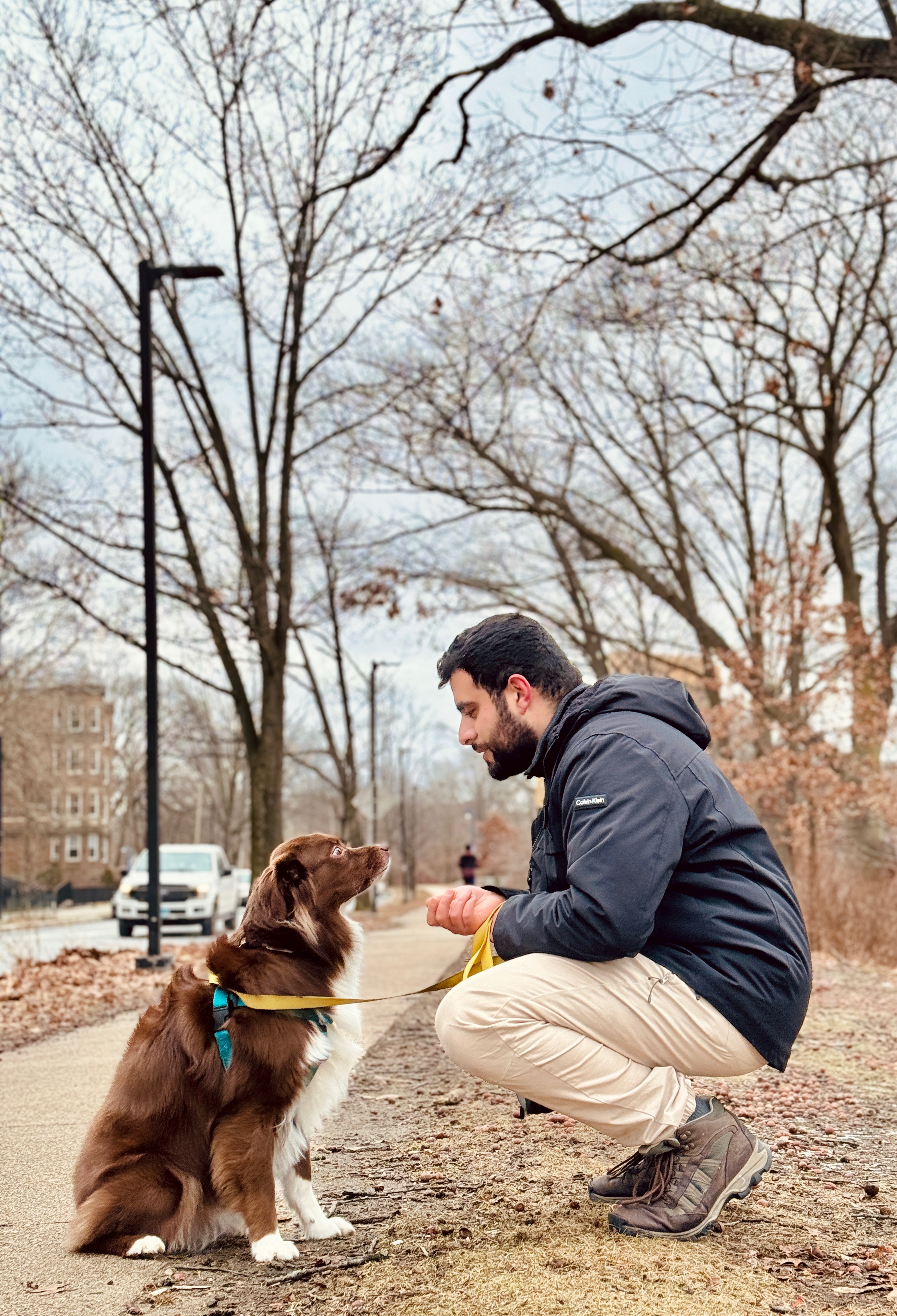 dog training dog training