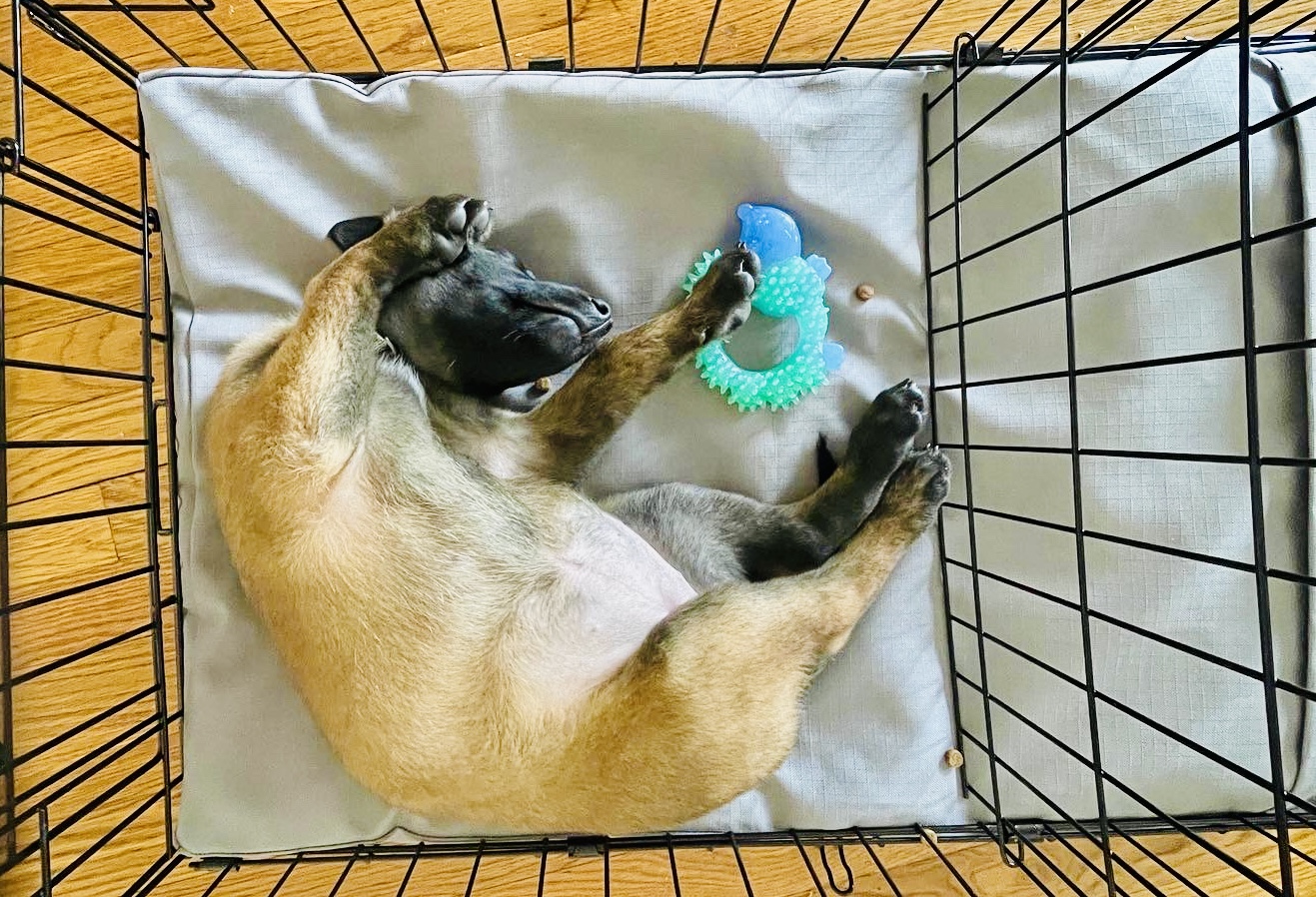 puppy crate training