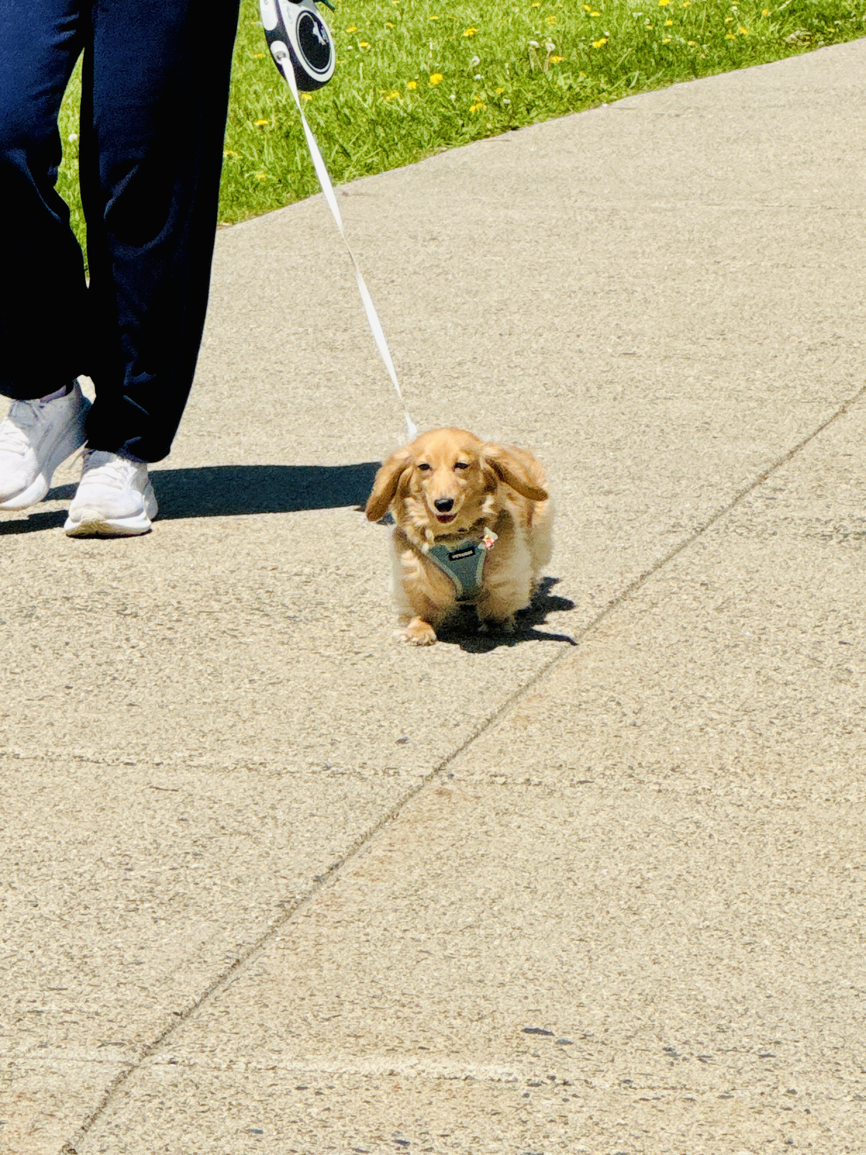 Retractable leash