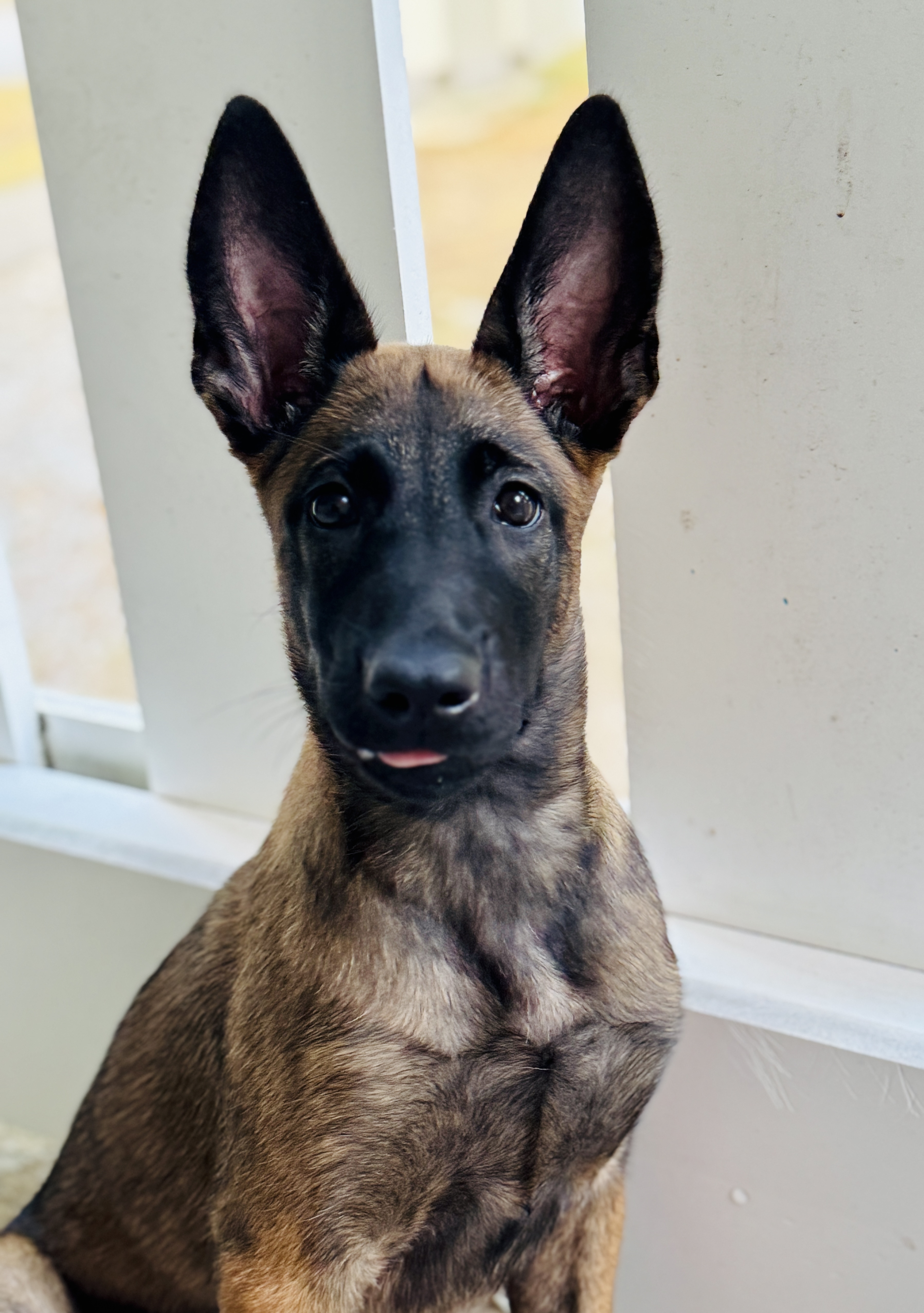 belgian malinois puppy