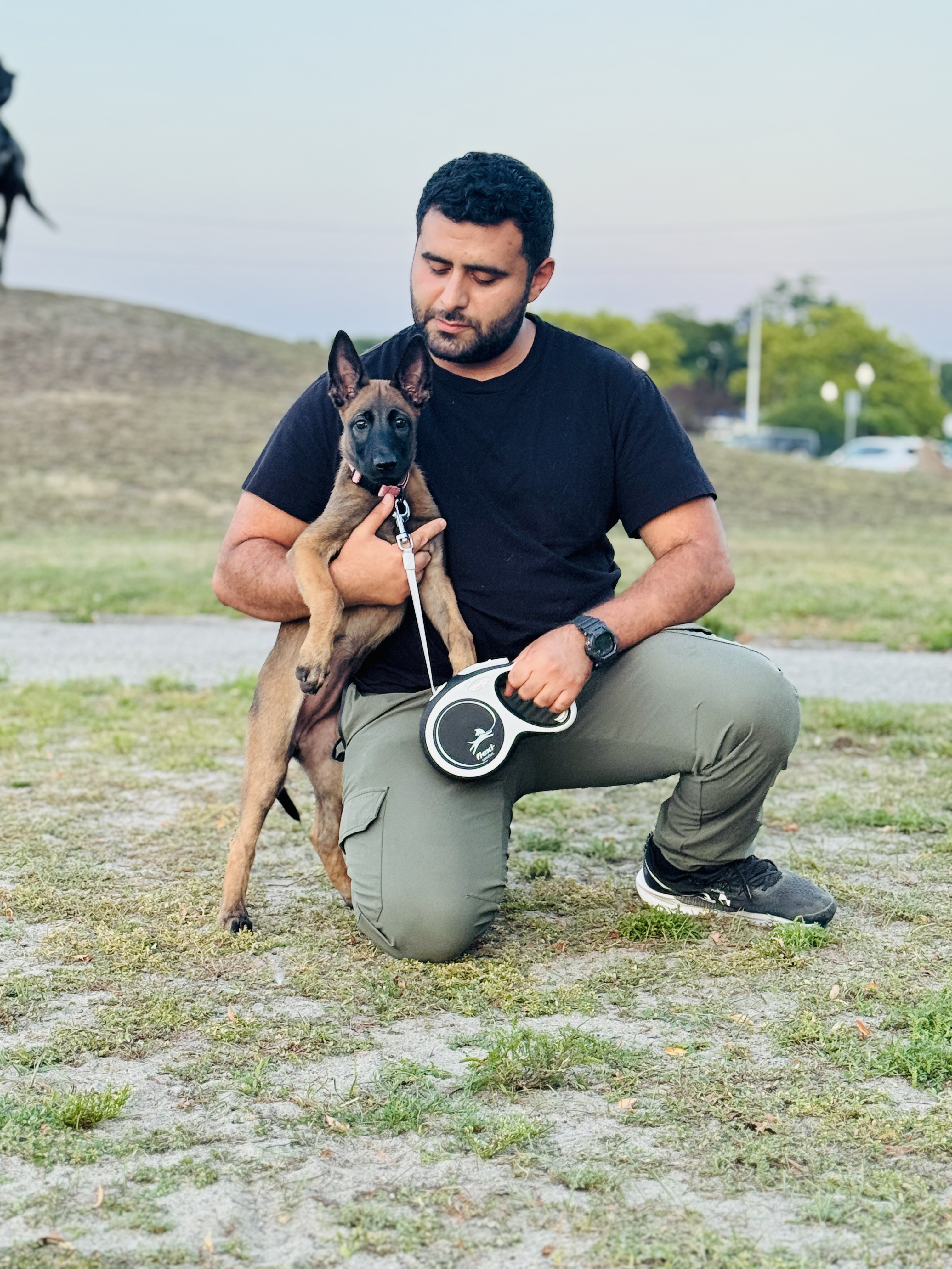 puppy belgian malinois