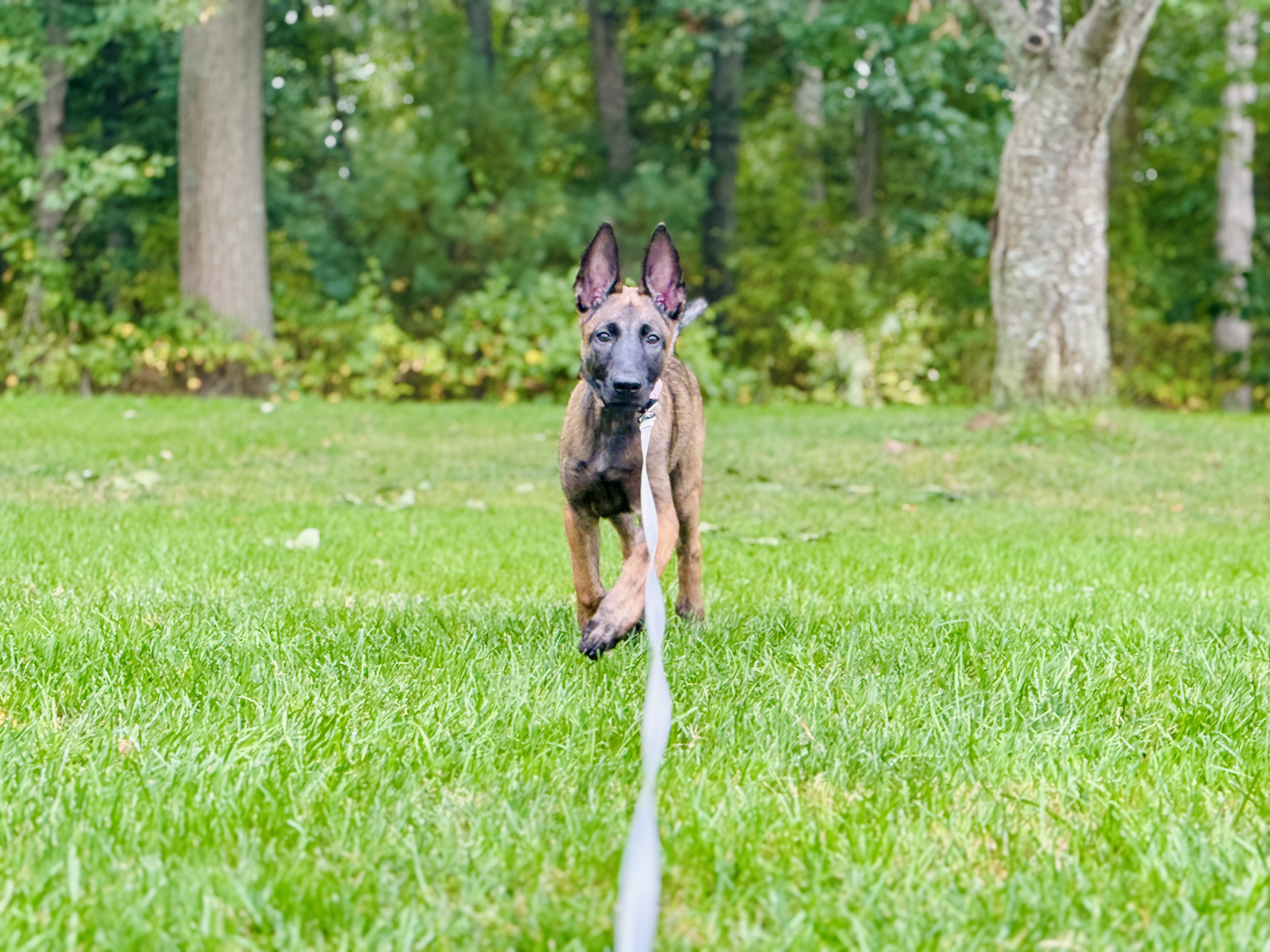 belgian malinois puppy training belgian malinois puppy training