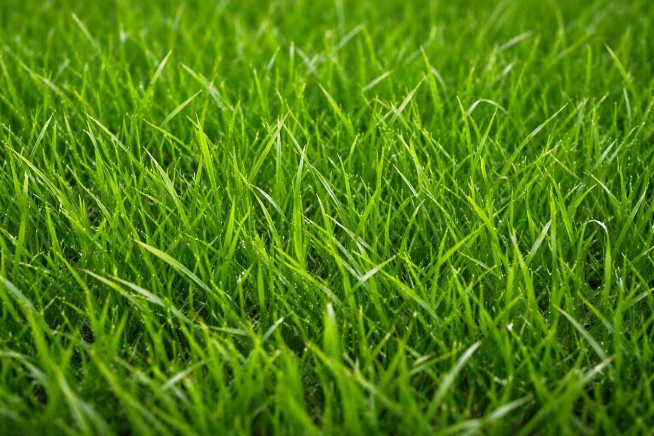 Close-up of thick, healthy green fescue