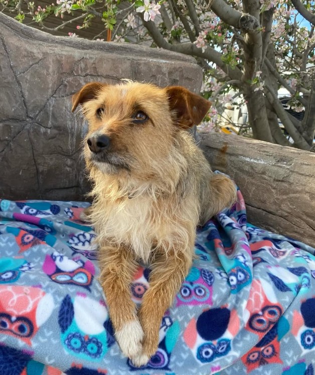 Adoptable Pet of the Week: Pixie — one-year-old terrier mix with a calm, gentle personality and mellow companion energy